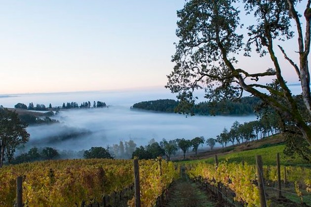 Day Wines (Day Crush) - Growers - Momtazi Vineyard Day Wines (Day Crush) - Growers - Momtazi Vineyard