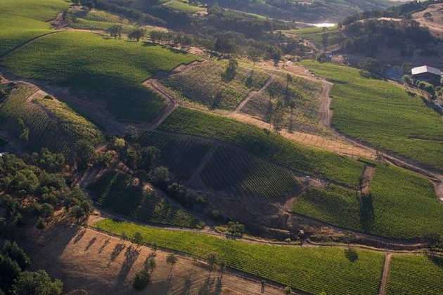 Day Wines (Day Crush) - Growers - Momtazi Vineyard Day Wines (Day Crush) - Growers - Momtazi Vineyard